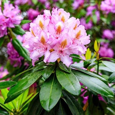 Rododendron (Diferite Culori)