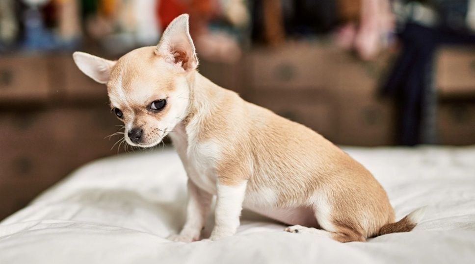 Передержка собак