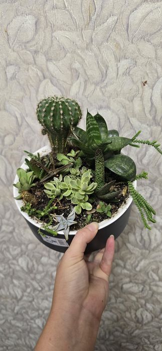 Суккуленты, кактусы садики