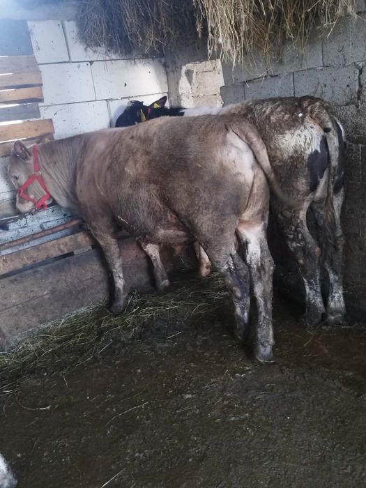Vând o vacă cu vițel și 2 vitei mari..
