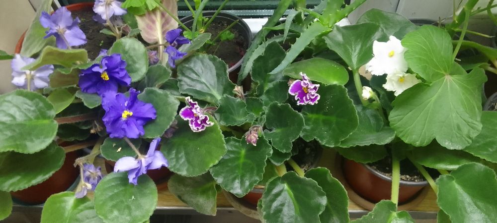 Продам цветы недорого