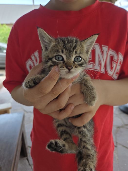 Отдам даром котят