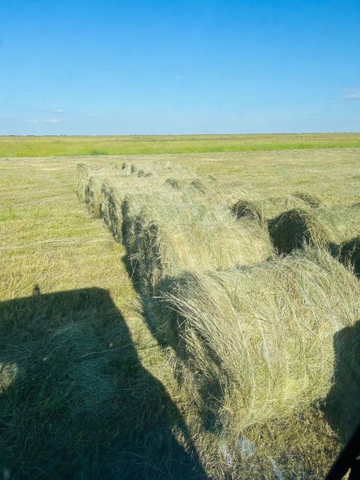 Свежий укос сено в рулонах