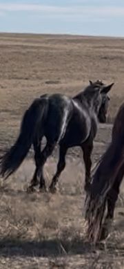 продается жеребец 8 лет казах