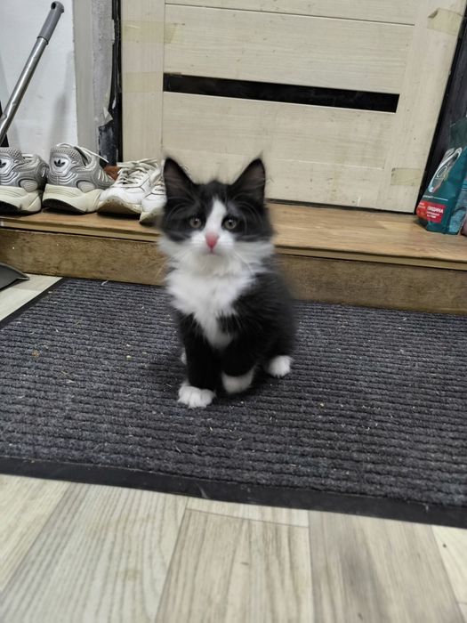 Котята от американской вислоухой кошки