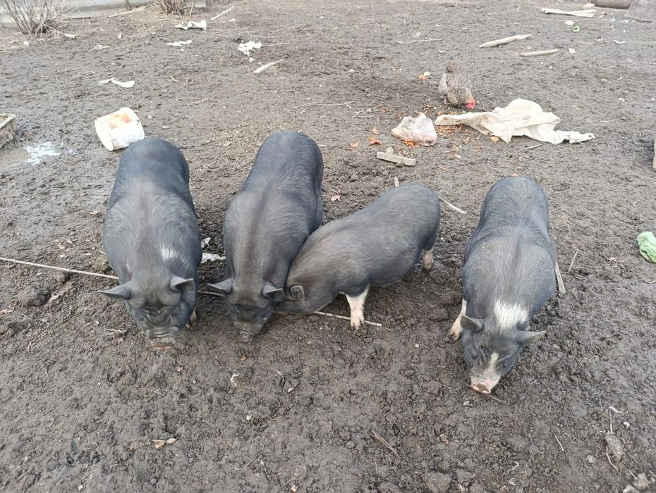 Вьетнамские поросята