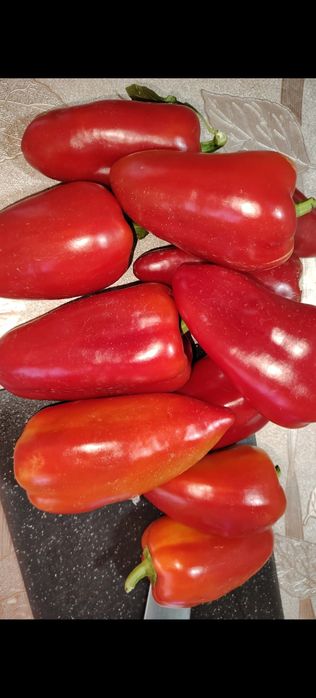 Продам семена перца