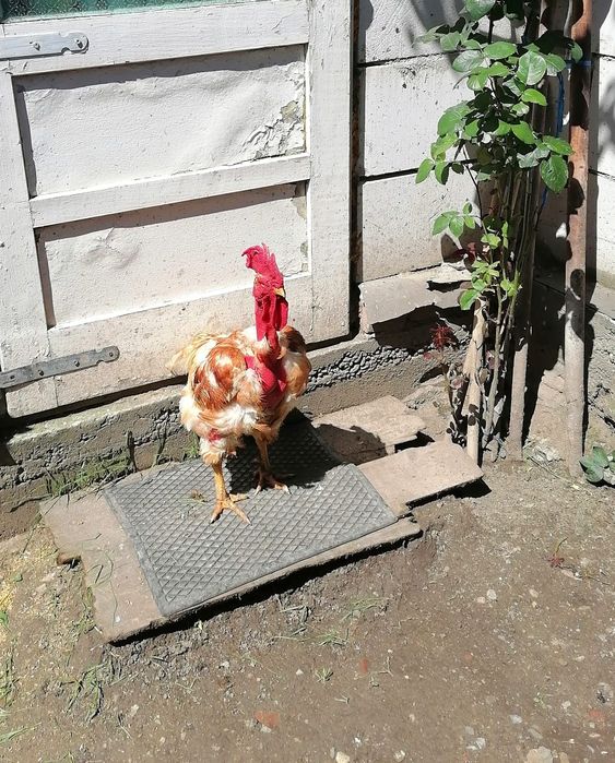 Cocoși de 1 an de vânzare