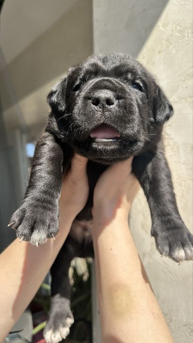 Italian Cane Corso