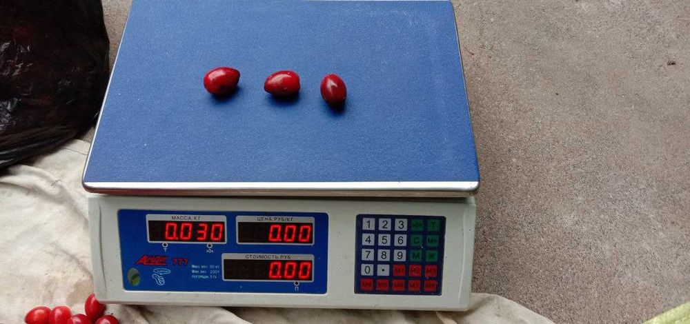 Кизил дерево и ягоды