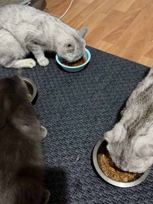 Кошка продается