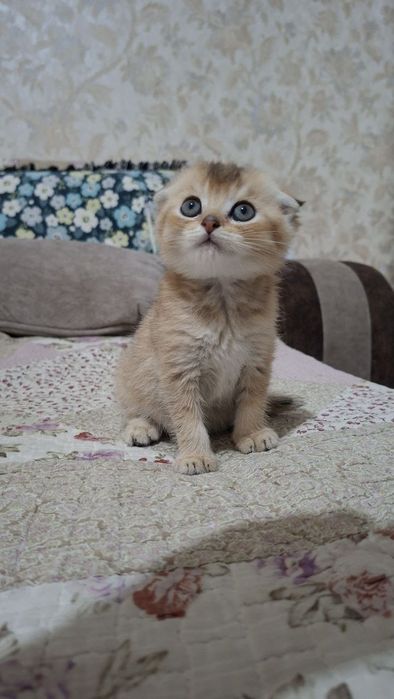 Котенок скоттиш фолд мальчик