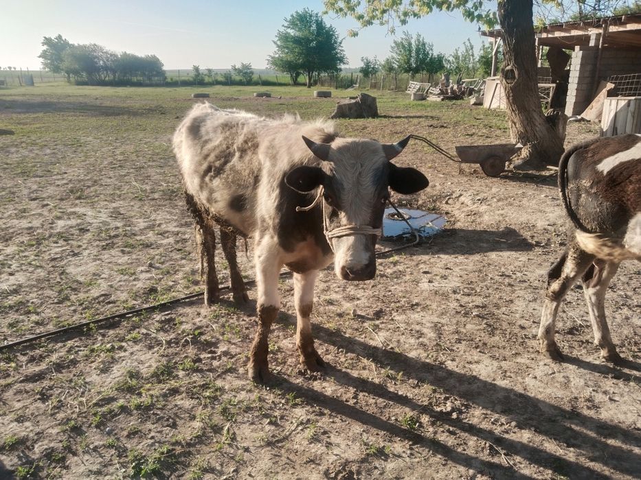 Букалар сатылады
