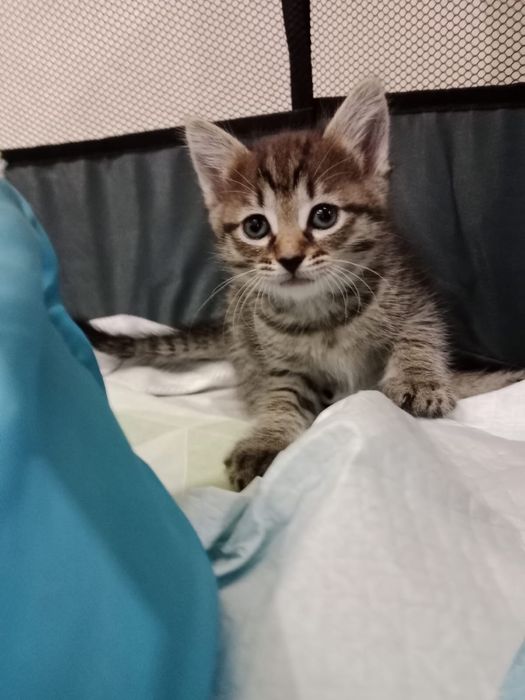 Отдам котят в добрые руки