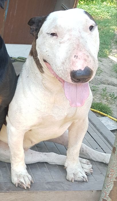 Пропала собака, породы бультерьер