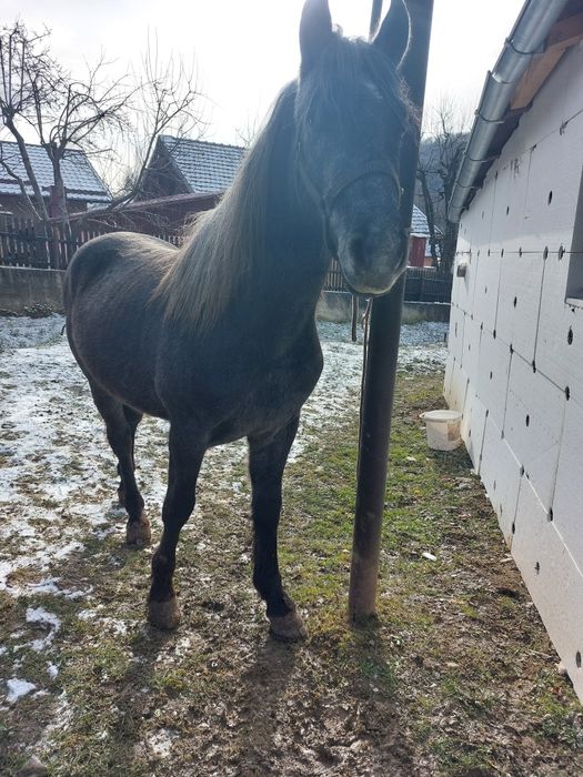 Vând armăsar tânără!