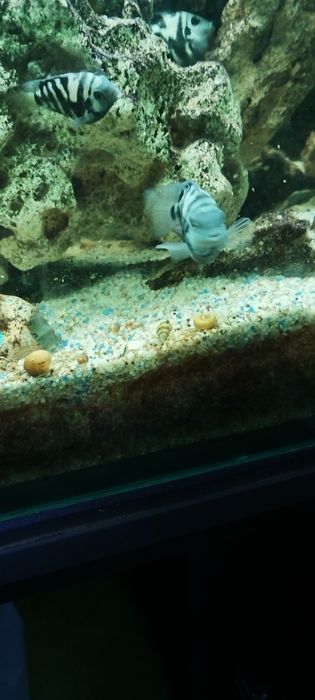 Чифтове Зебровидни цихлиди