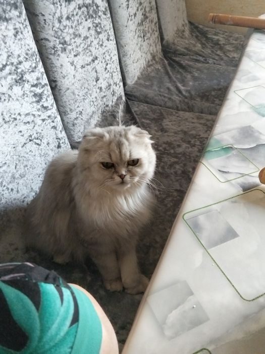 Мысыктар сатылады