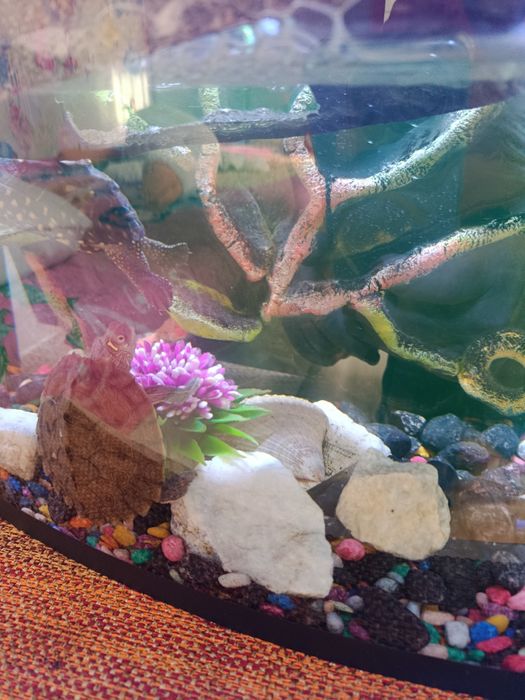 Продается аквариум с черепашками