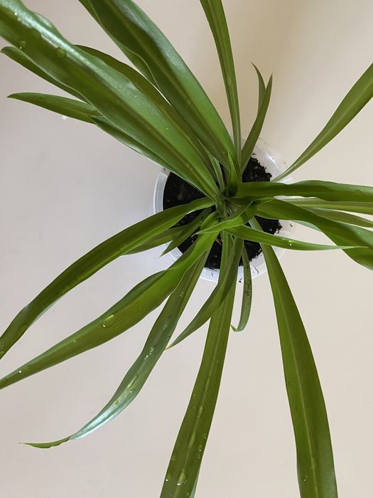 Хлорофитум. Комнатный цветок