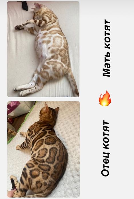 Бенгальские котята