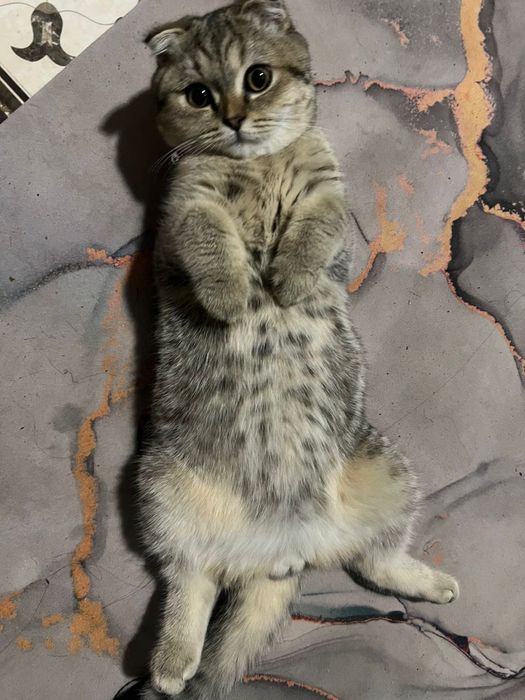 Продается кот британский скотишфолд