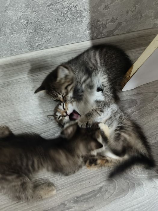 Отдам котят в добрые руки