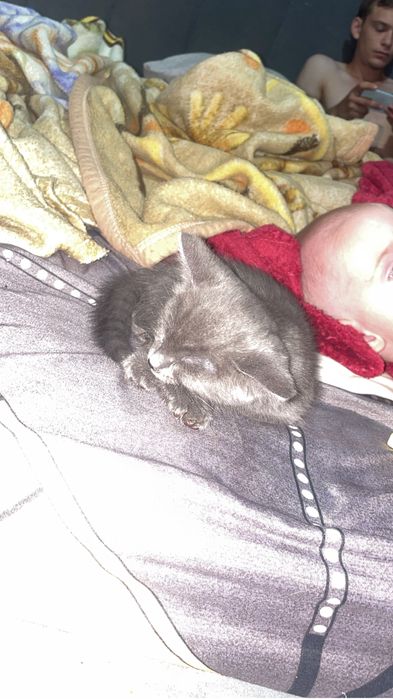 Продам кошку митис