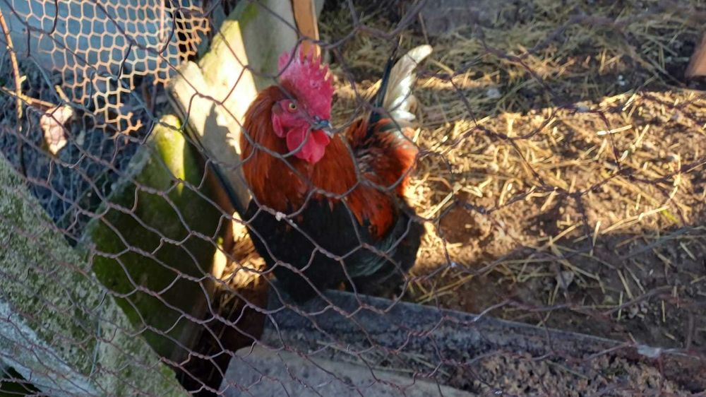 oua marans pentru incubator -proaspete