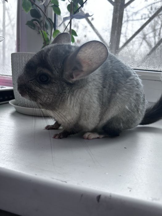 Шиншилла + приданное