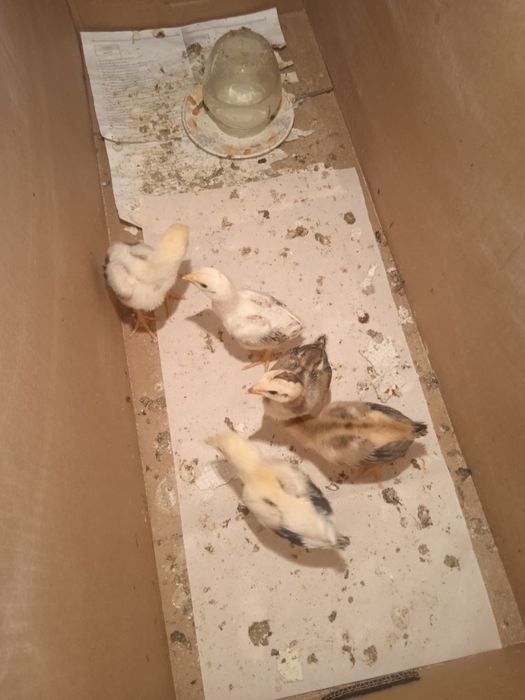 Dakanlar sotiladi. Korea, Yapon, Vetnam zotlari bor.