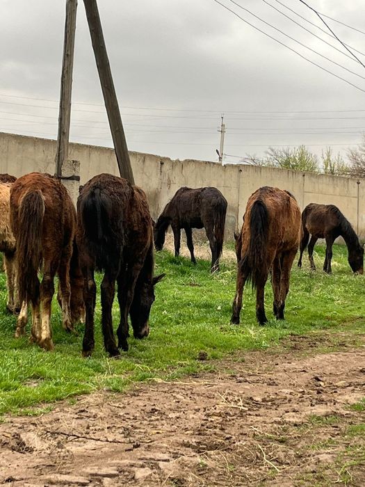 Ірі тайлар сатылады