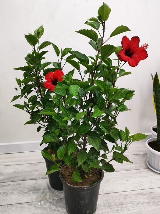 Домашние растения, доставка