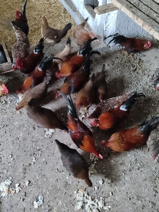 Gâinuși și Cucoșei  Americani