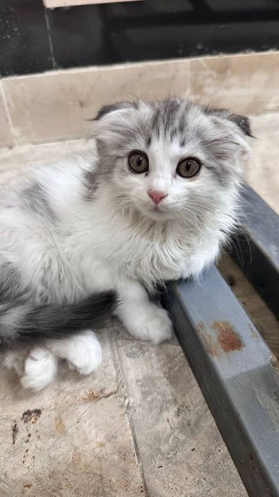 Шотландская вислоухая кошка