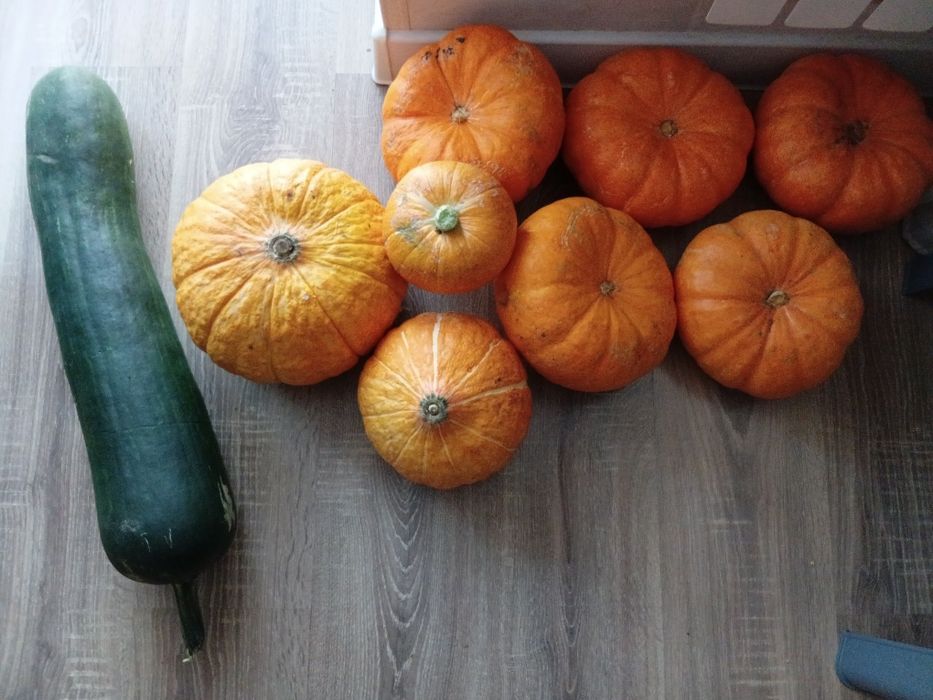Продам тыкву вкусную