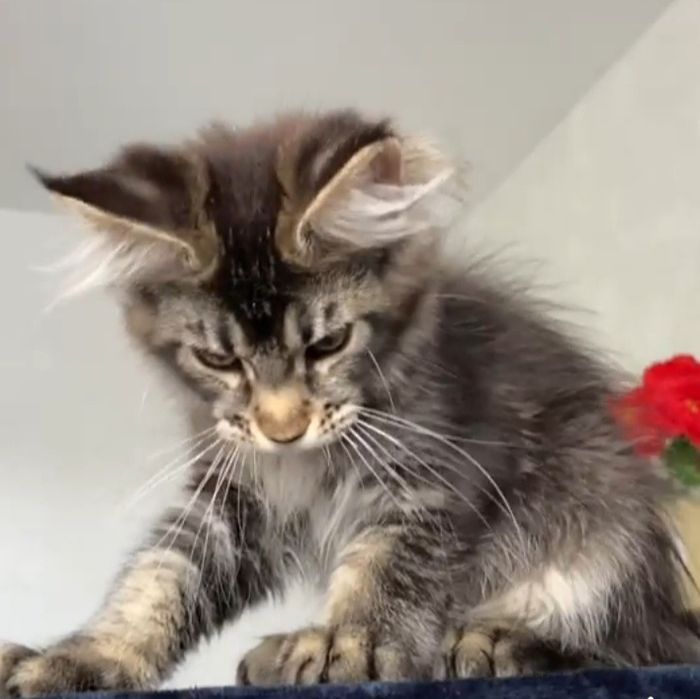 Котята мейнкун продаю