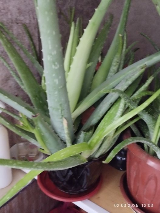 Продается замечательный алоэ