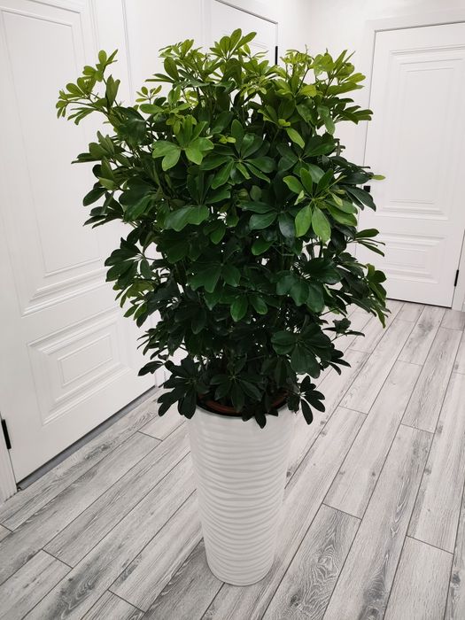 Цветы комнатные!!!  Есть доставка