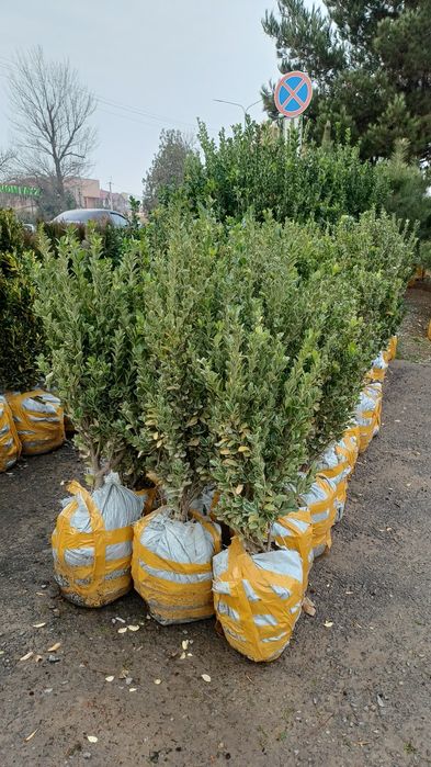 Dastavka xismati bor