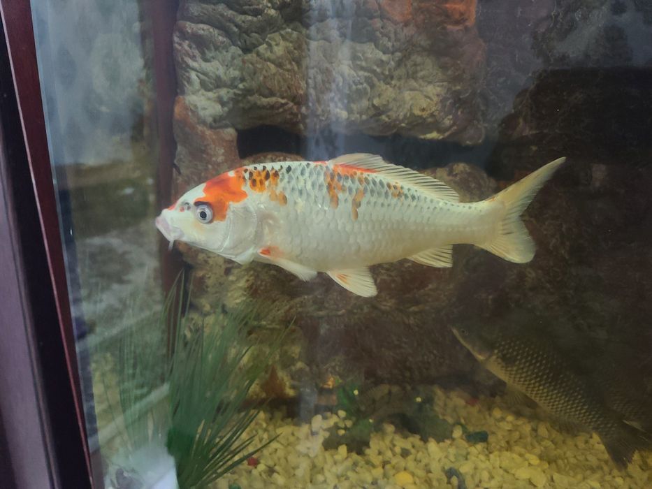 Akvarium baliqlari har xil turdagi.  O‘lchamlari katta.