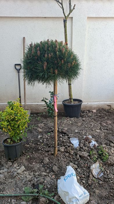 Gazon rulou plante ornamentale pentru gradina