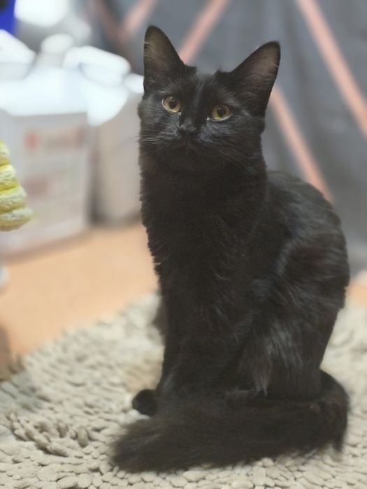 Котятки в добрые  руки