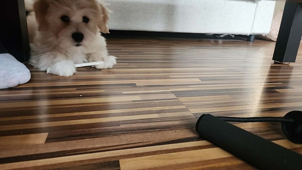 Bichon Mascul, 3 luni – cățel jucăuș și afectuos