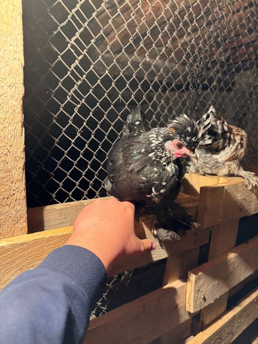 Японски таук кораз