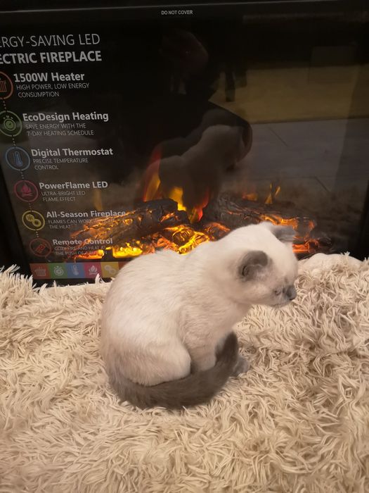 Шотландски и британски котенца