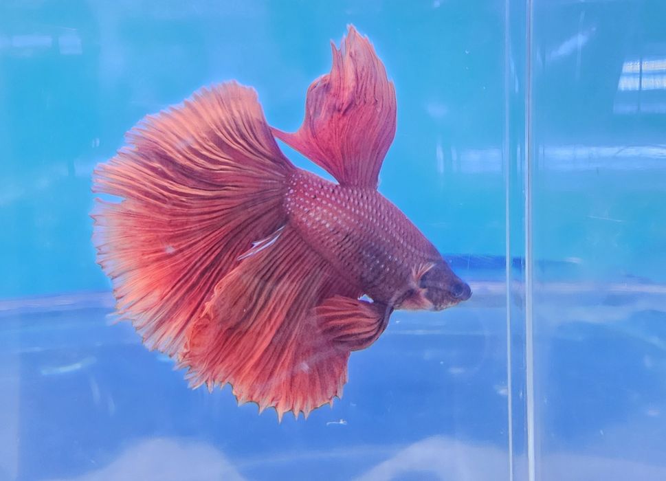 Рыбки петушки в наличии!