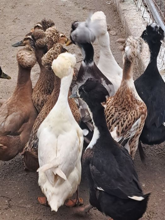 Vând ouă de Rată moțată