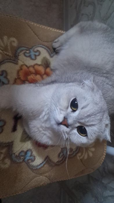 Отдам в добрые руки