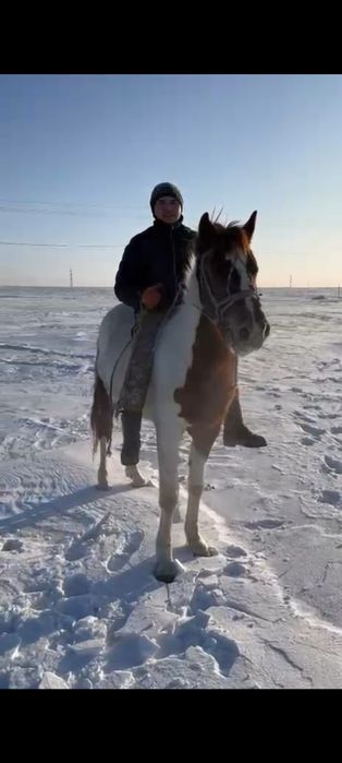 Құнан мінгі жуас